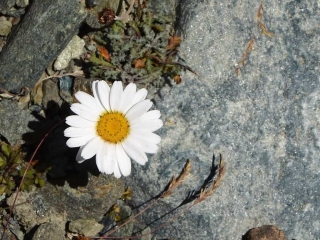 Alphubel
